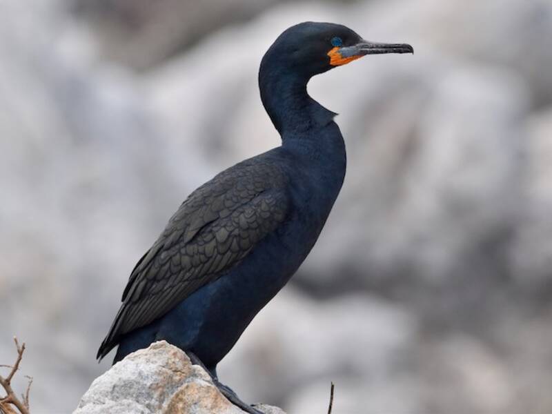 Cape Cormorant