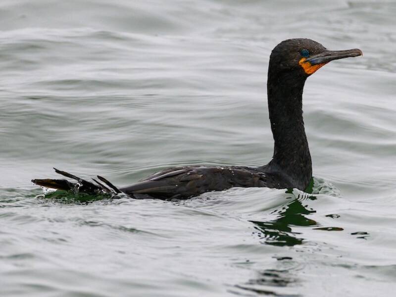 Cape Cormorant, Photos 2