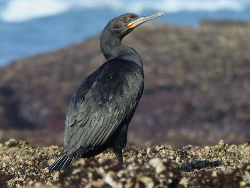 Cape Cormorant, Photos 3