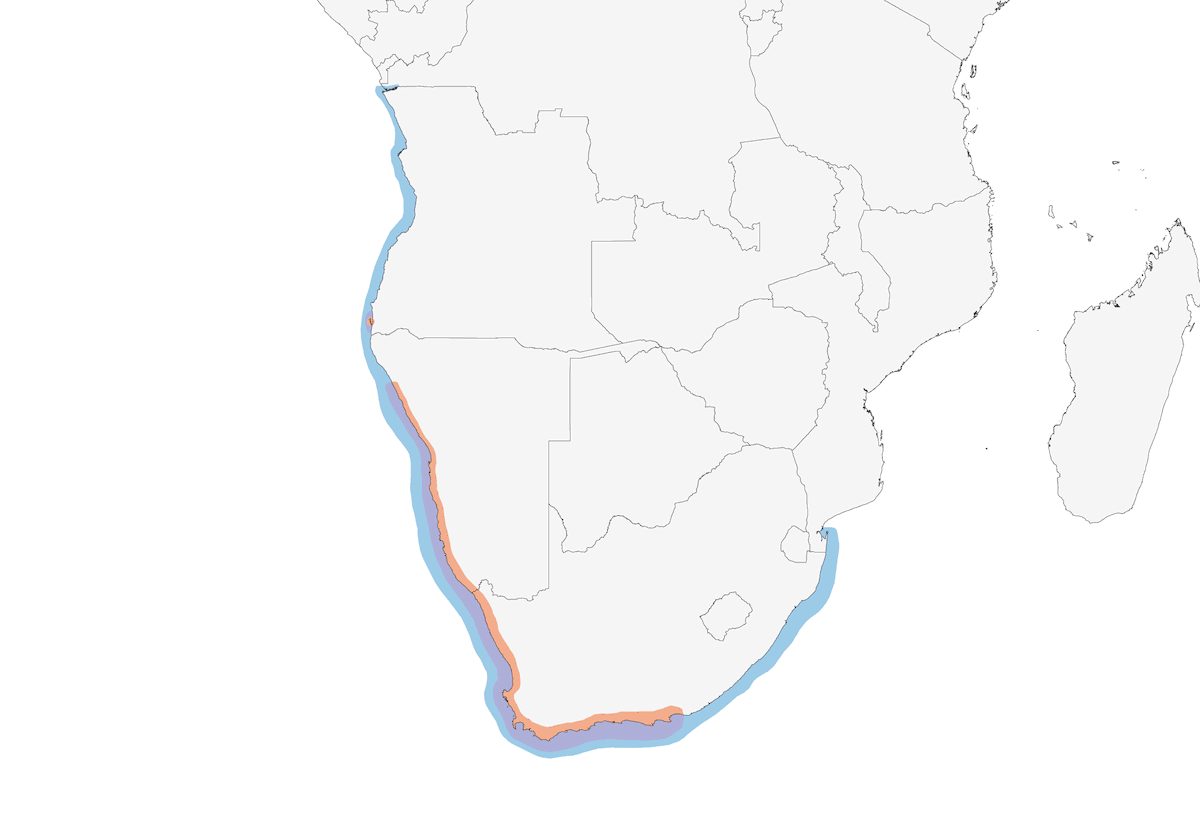 Cape Cormorant, Distribution 1