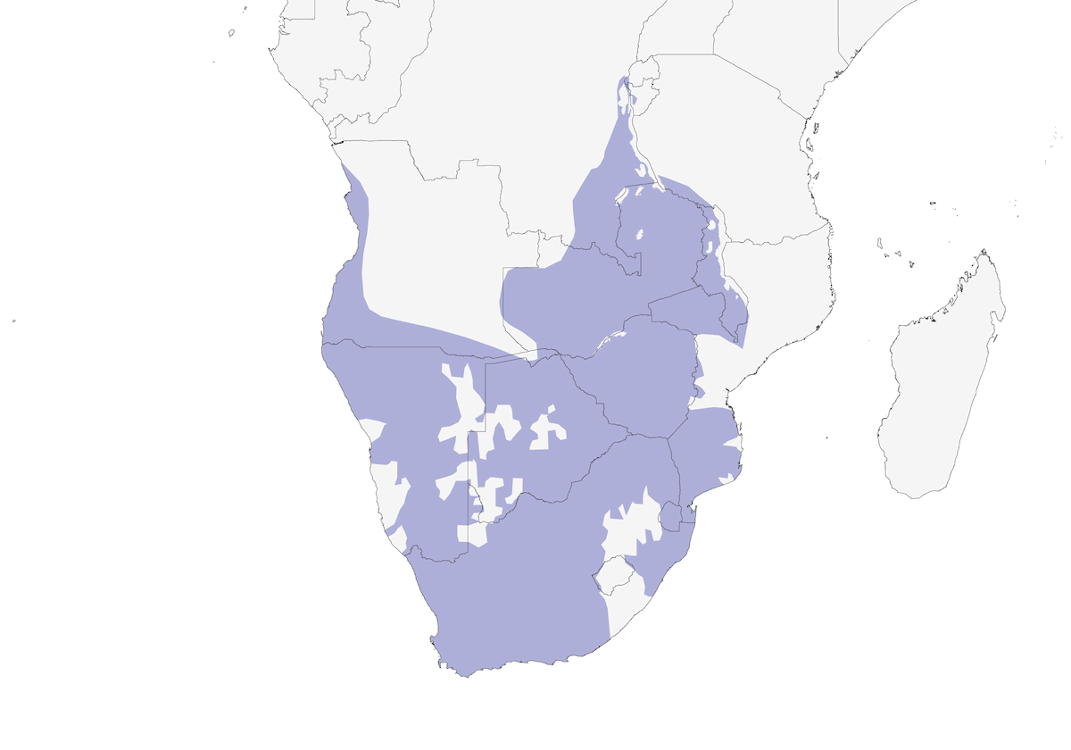 Crombec piquilargo, Distribución 1