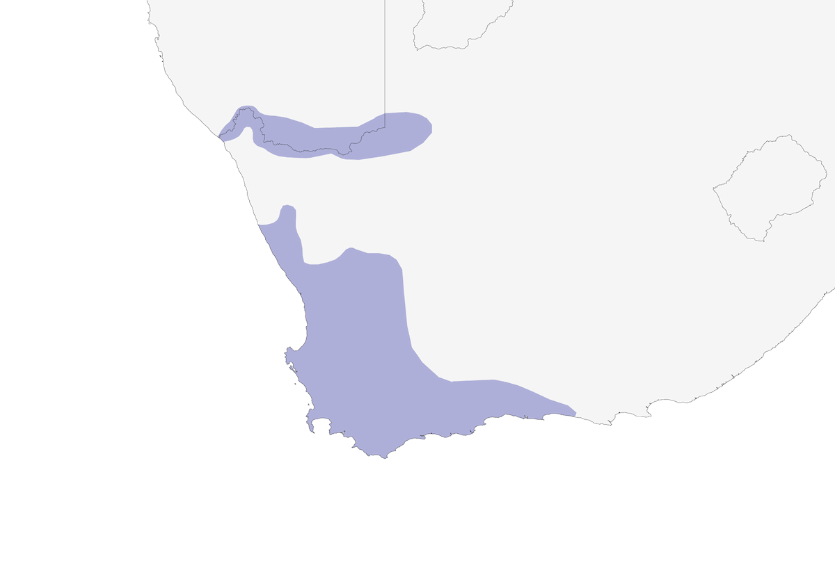 Francolín de El Cabo, Distribución 1