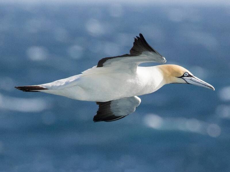 Cape Gannet, Photos 4