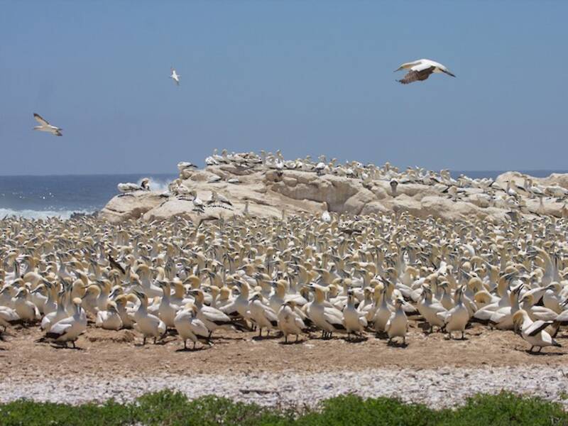 Cape Gannet, Photos 3