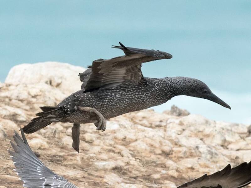 Cape Gannet, Photos 2
