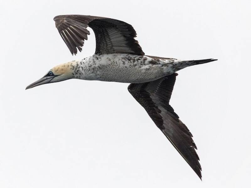 Cape Gannet