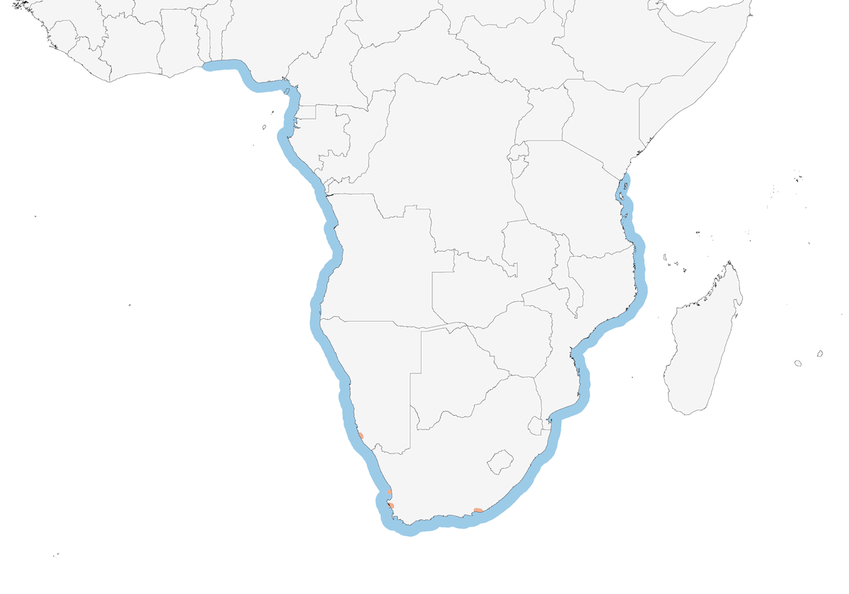 Cape Gannet, Distribution 1