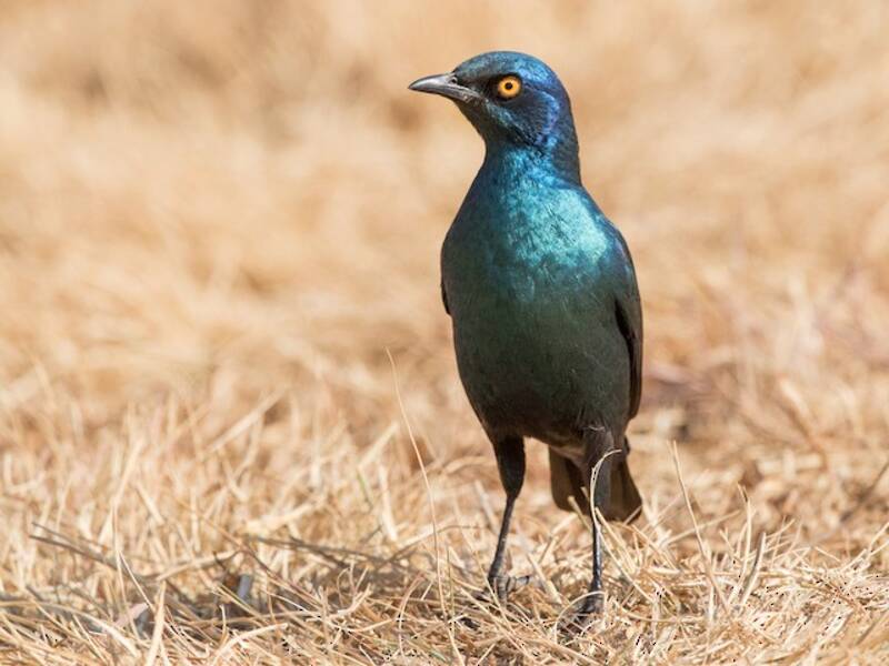 Cape Starling, Photos 4