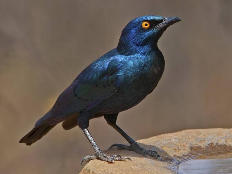 Cape Starling, Photos 3