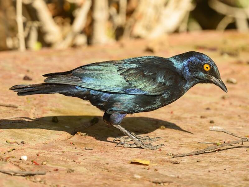 Cape Starling, Photos 2