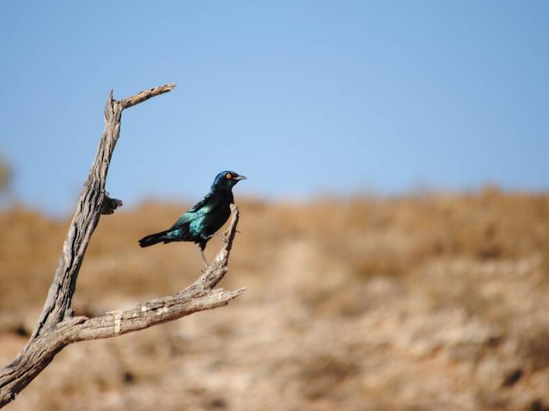 Cape Starling