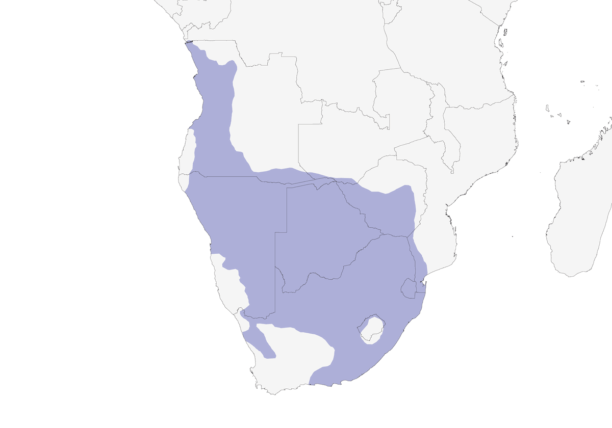 Cape Starling, Distribution 1