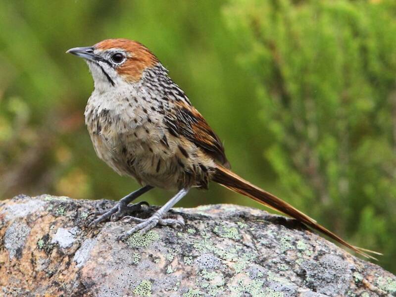 Cape Grassbird (Sphenoeacus afer)