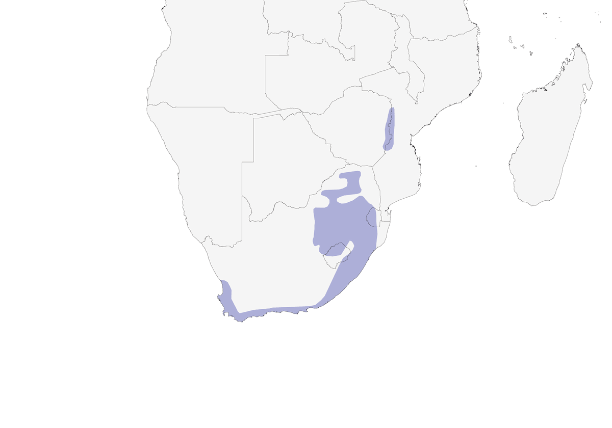 Sietevoces de El Cabo, Distribución 1