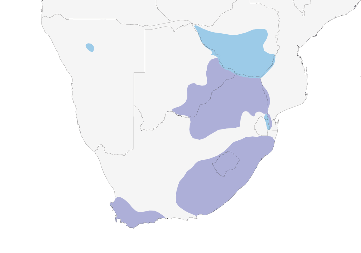 Buitre del Cabo, Distribución 1