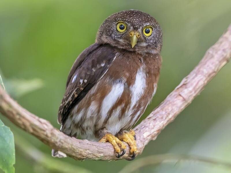 Central American Pygmy-Owl