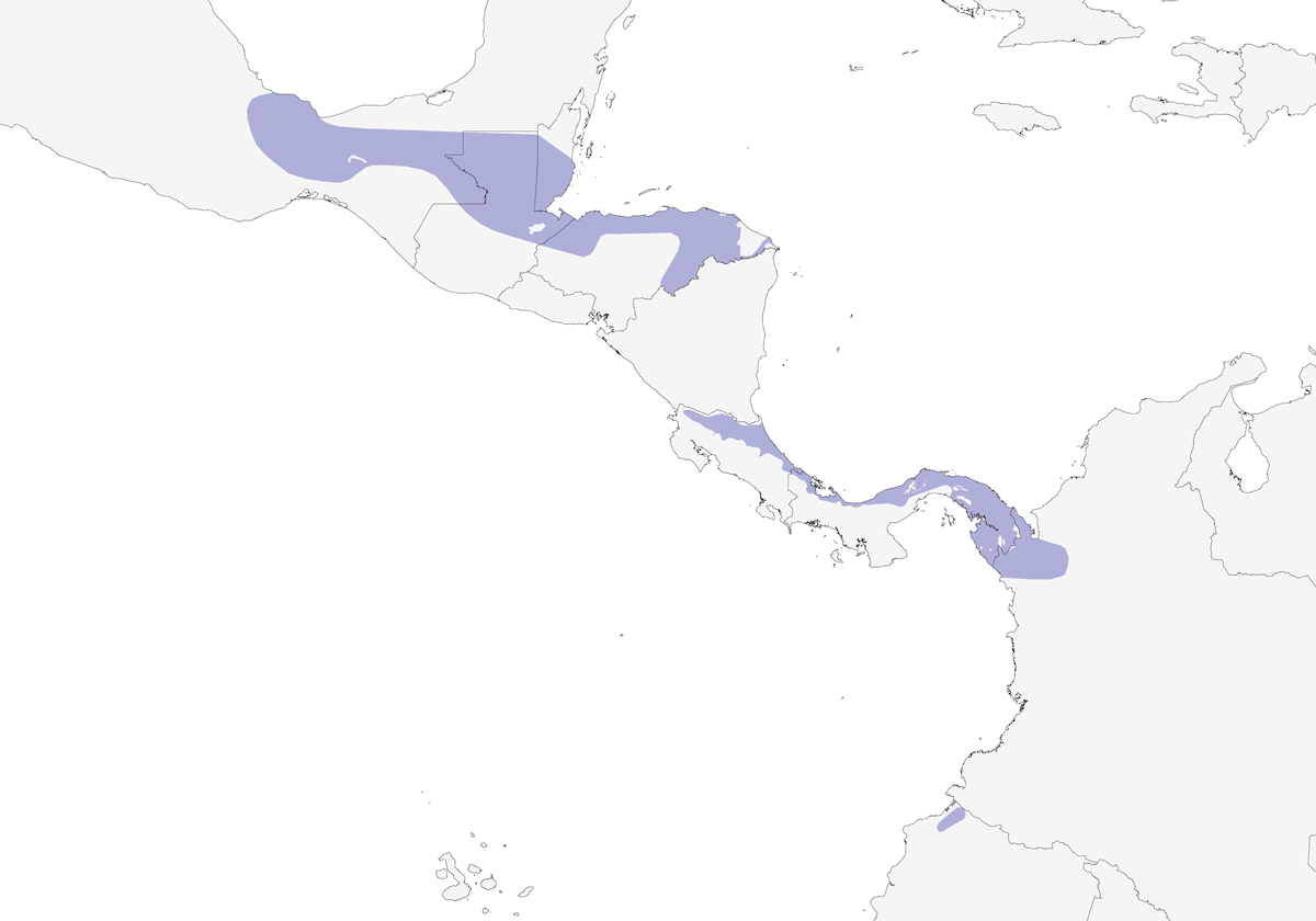 Mochuelo centroamericano, Distribución 1
