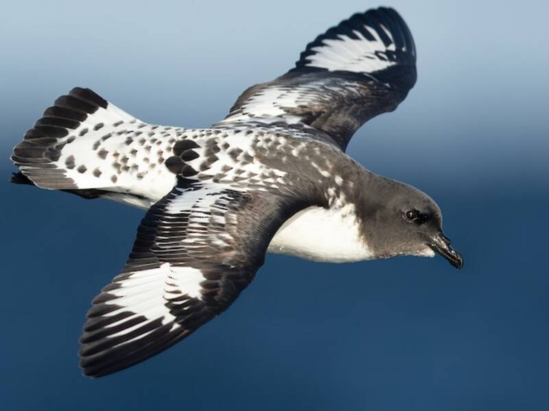 Petrel Damero, Fotos 3