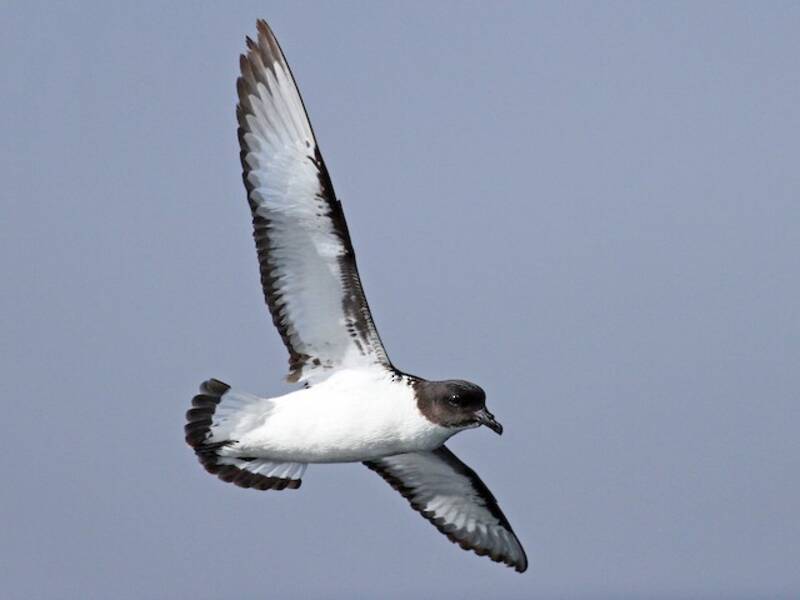 Petrel Damero, Fotos 4