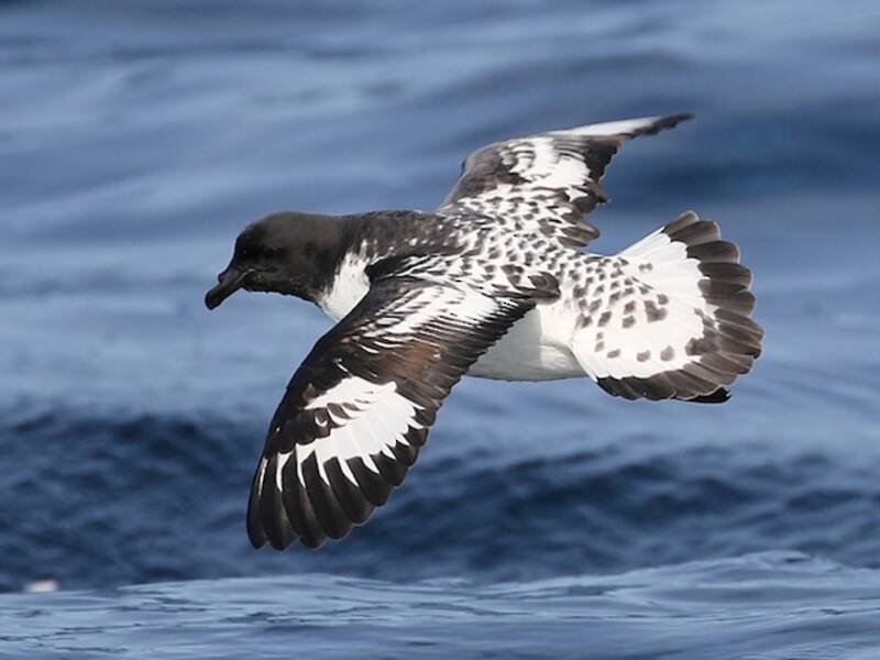 Petrel Damero