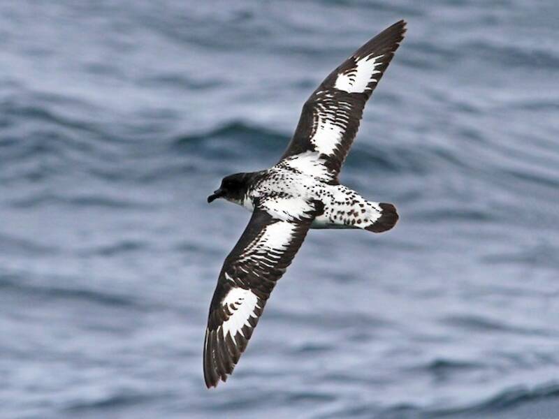 Petrel Damero, Fotos 2