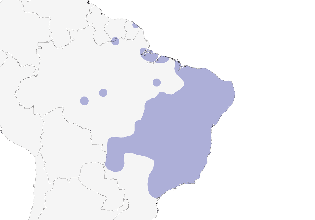 Sporophile cuivré, Distribution 1