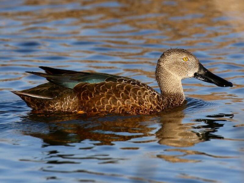 Cape Shoveler, 照片 4