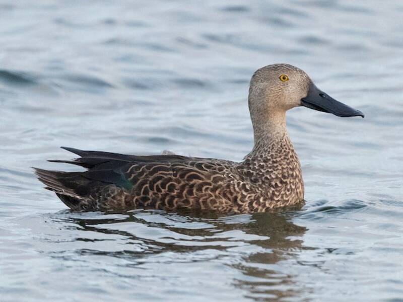 Cape Shoveler, 照片 3