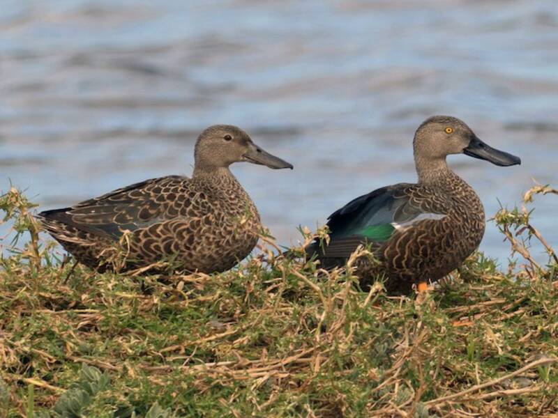 Cape Shoveler, 照片 2