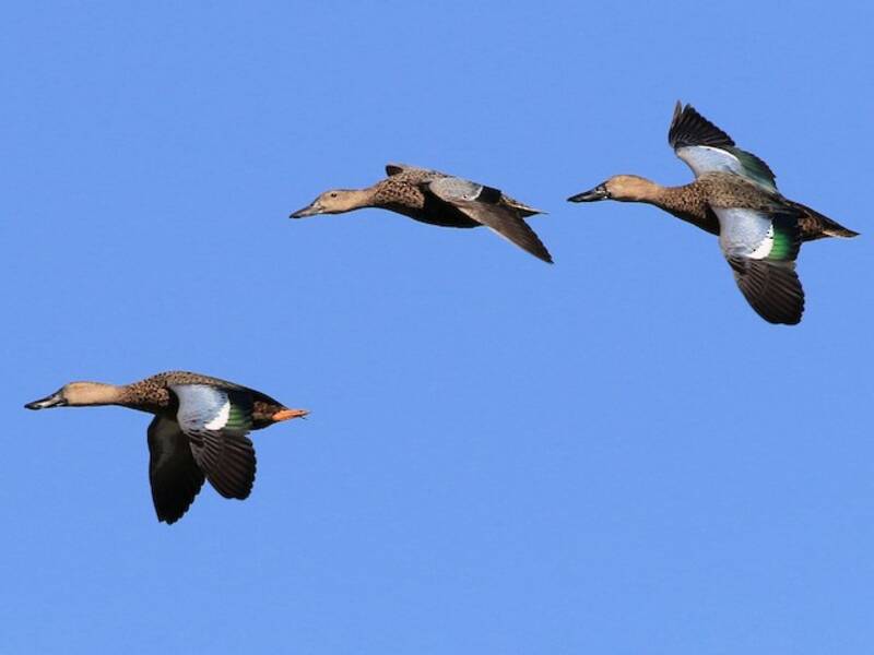 Cape Shoveler