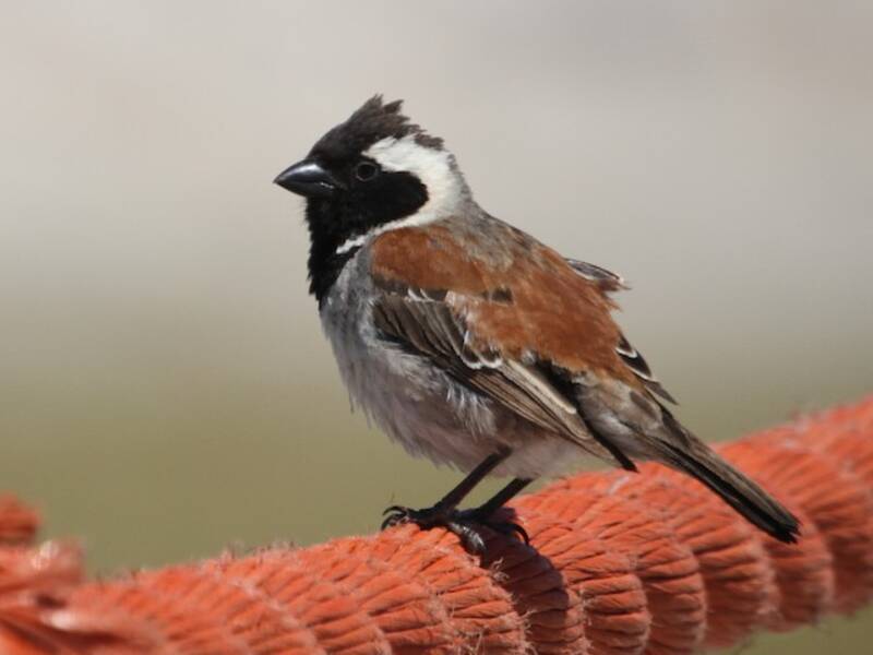 Cape Sparrow (Passer melanurus)
