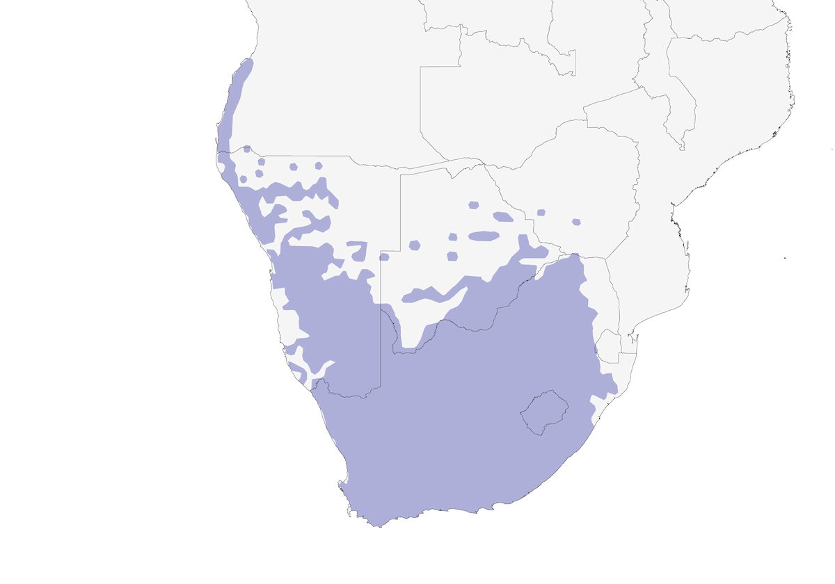 Gorrión de El Cabo, Distribución 1