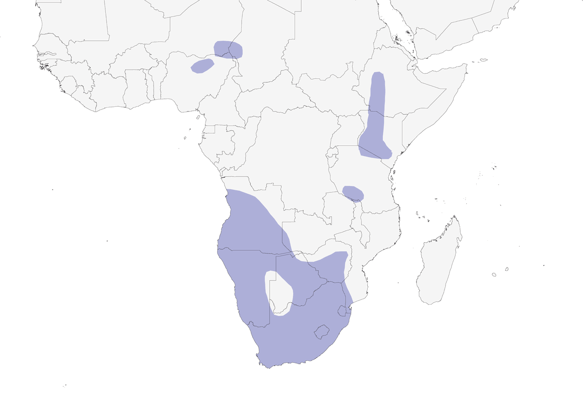 Sarcelle du Cap, Distribution 1