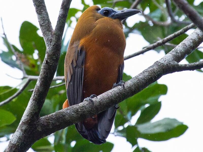 Capuchinbird