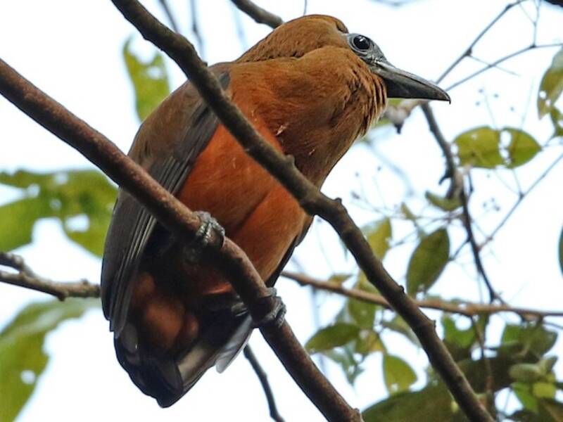 Pájaro Monje, Fotos 2