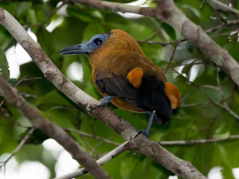 Pájaro Monje, Fotos 3