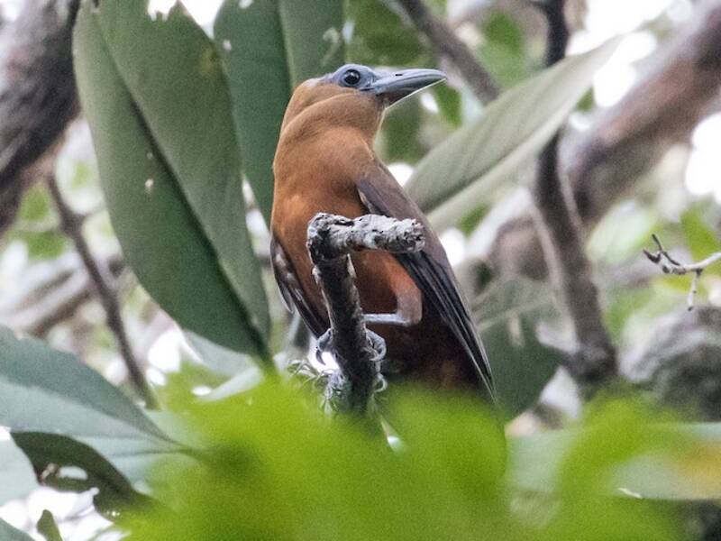 Pájaro Monje, Fotos 4