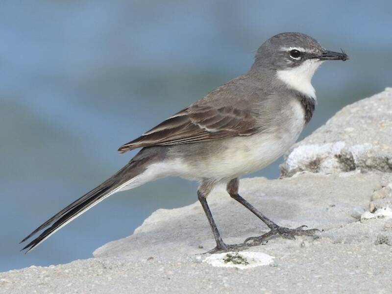 Cape Wagtail, 照片 2