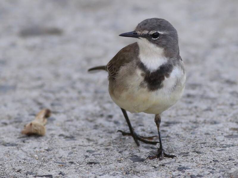 Cape Wagtail, 照片 3