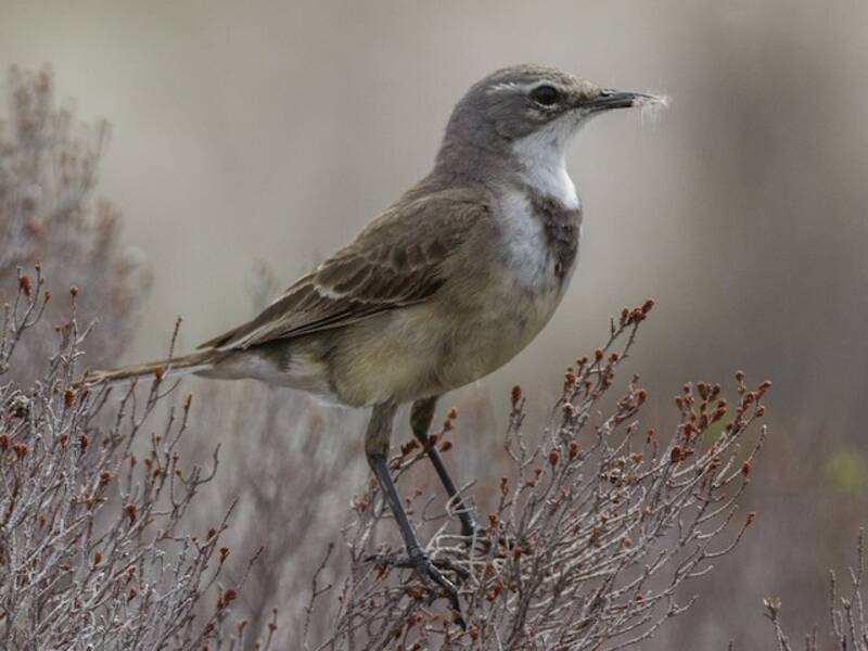 Cape Wagtail, 照片 4
