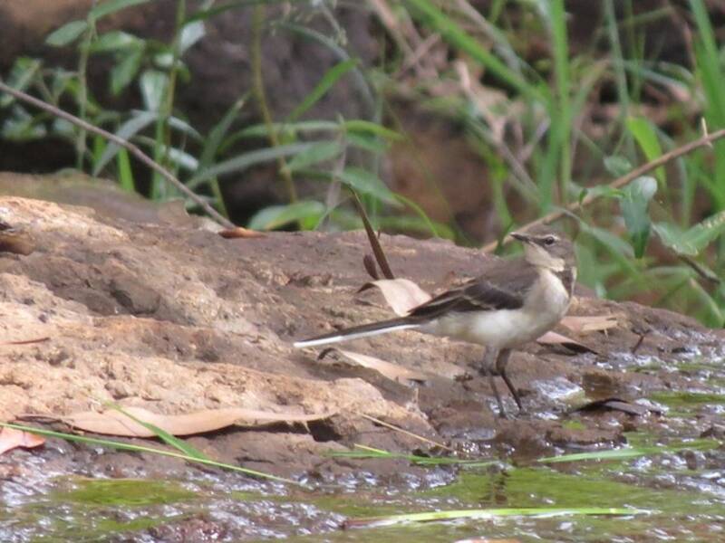 Cape Wagtail