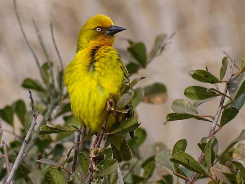 Cape Weaver