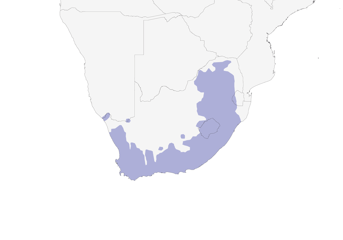 Tejedor de El Cabo, Distribución 1