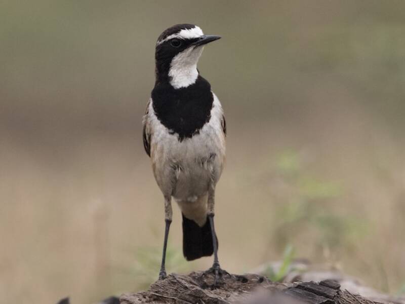 Capped Wheatear, Photos 4