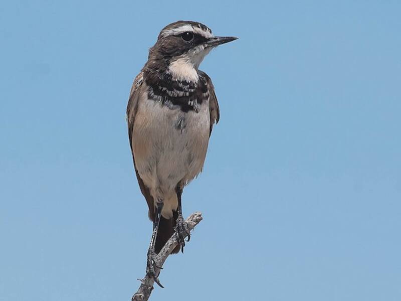 Capped Wheatear, Photos 3