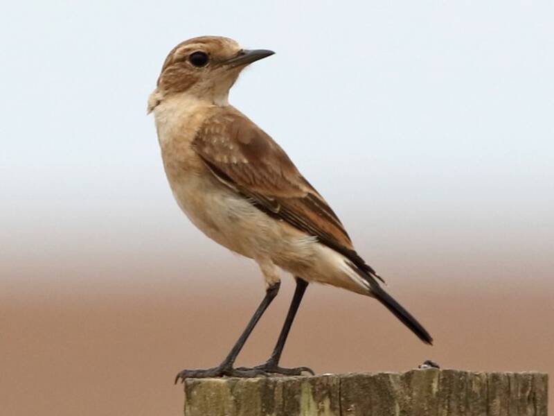 Capped Wheatear, Photos 2