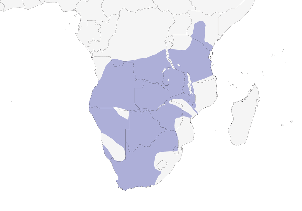 Capped Wheatear, Distribution 1