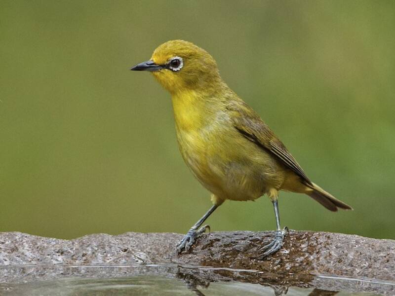 Cape White-eye, Photos 2