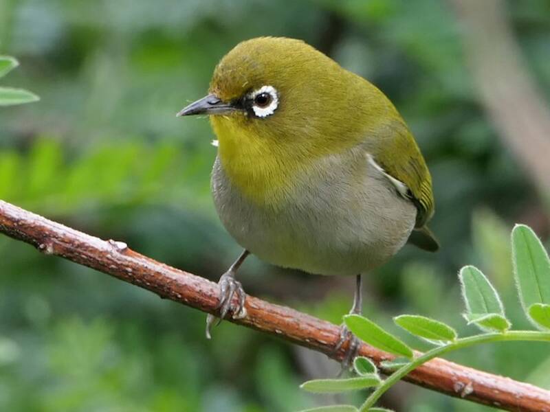 Cape White-eye, Photos 3