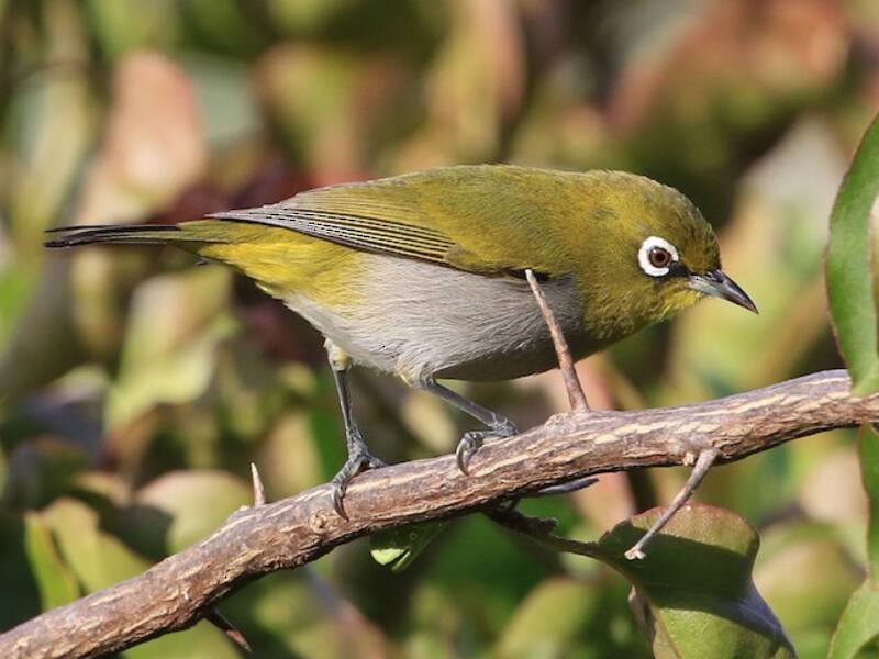Cape White-eye, Photos 4